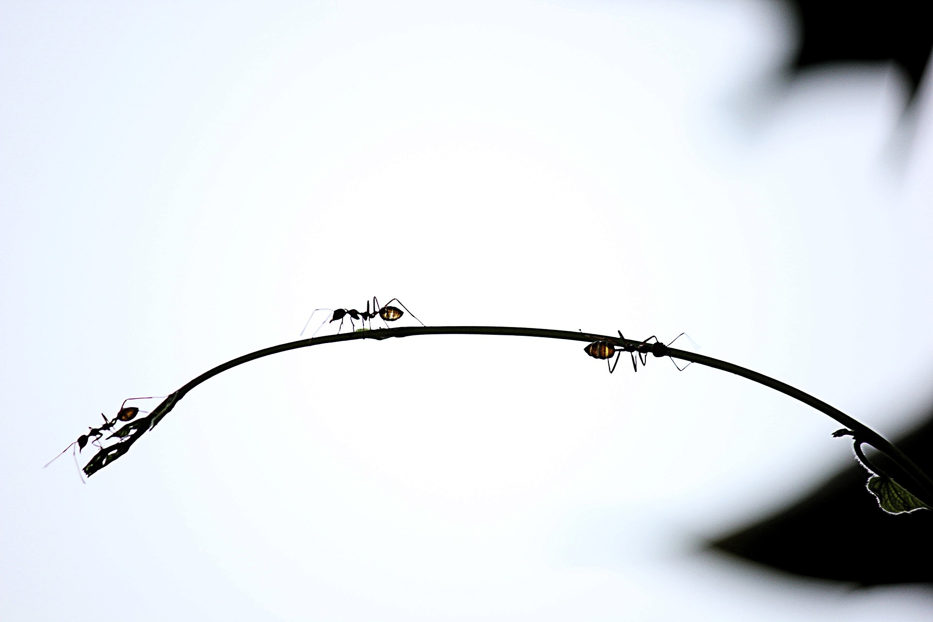 Mieren, Foto van Pixabay