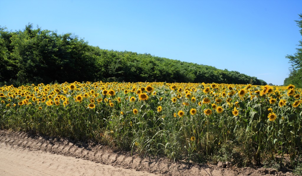 Net als in Frankrijk zijn er in Hongarije velden vol zonnebloemen en lavendel.