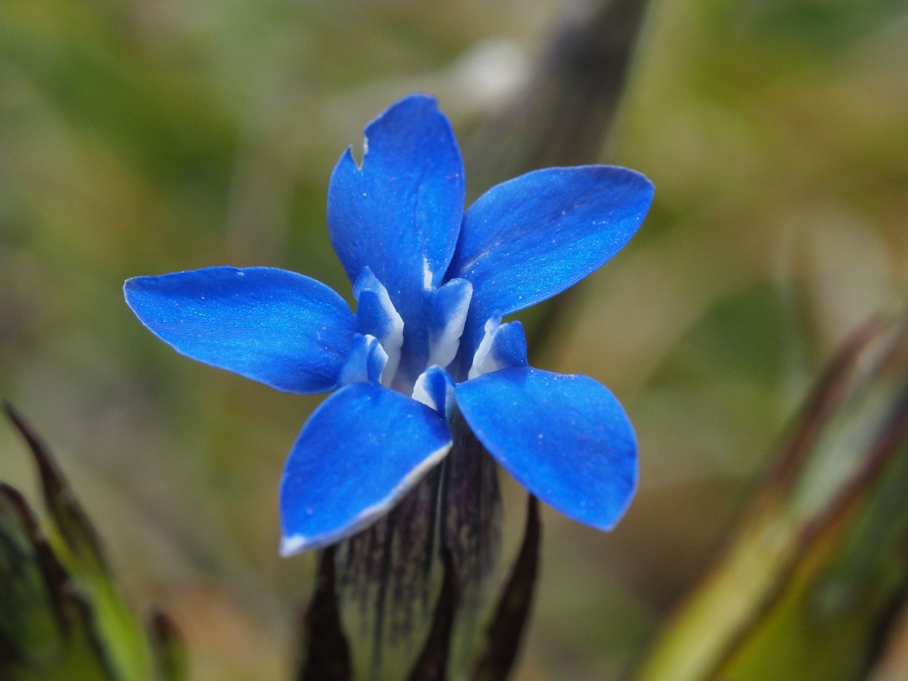 Arctisch Gentiaantje, een van de mooie IJslandse bloemen! (eigen foto)