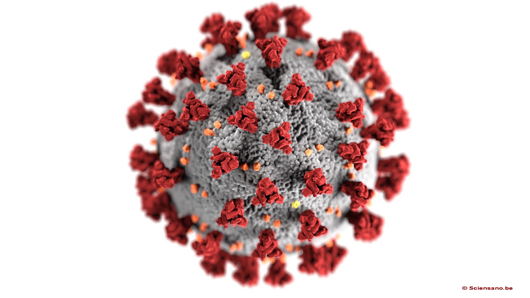 afbeelding van het coronavirus.    (© Sciensano.be)